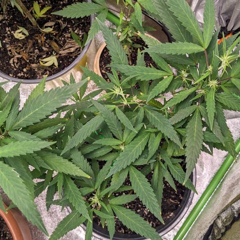 Super lemon haze, permanent marker, tropical bluecherry punch, & nutter butter growlog photo: First full week of  preflowering ⛽🍃🍃
