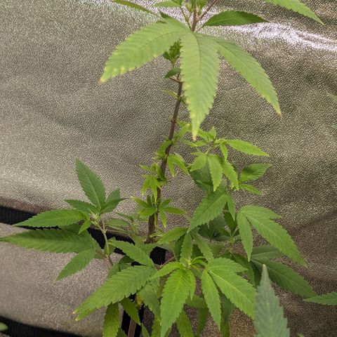 Super lemon haze, permanent marker, tropical bluecherry punch, & nutter butter growlog photo: First full week of  preflowering ⛽🍃🍃