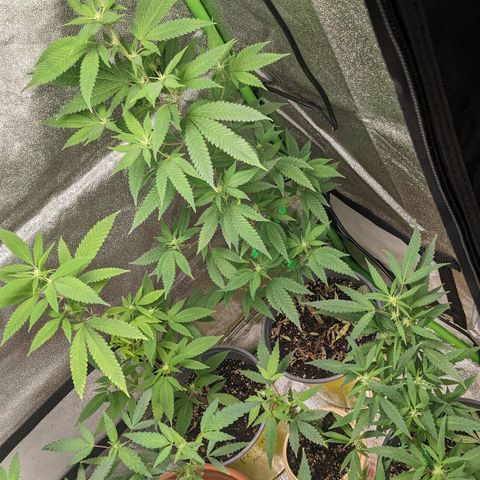 Super lemon haze, permanent marker, tropical bluecherry punch, & nutter butter growlog photo: First two weeks of flowering 🔥🔥🔥💯