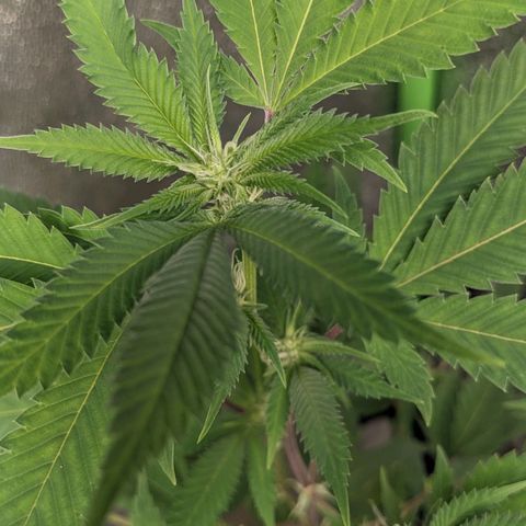 Super lemon haze, permanent marker, tropical bluecherry punch, & nutter butter growlog photo: First two weeks of flowering 🔥🔥🔥💯