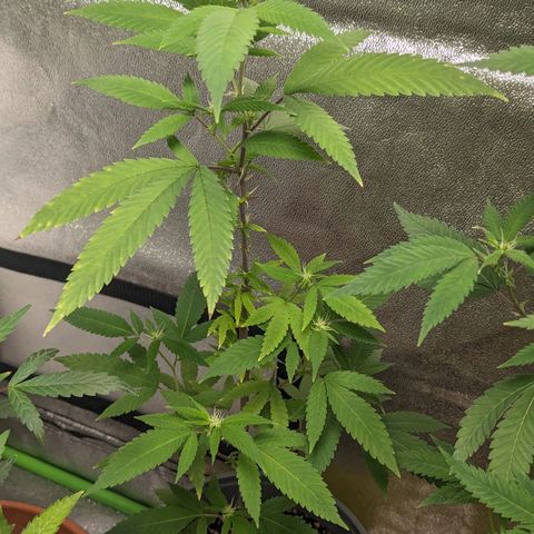 Super lemon haze, permanent marker, tropical bluecherry punch, & nutter butter growlog photo: First two weeks of flowering 🔥🔥🔥💯