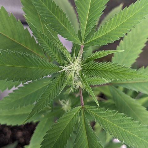 Super lemon haze, permanent marker, tropical bluecherry punch, & nutter butter growlog photo: First two weeks of flowering 🔥🔥🔥💯
