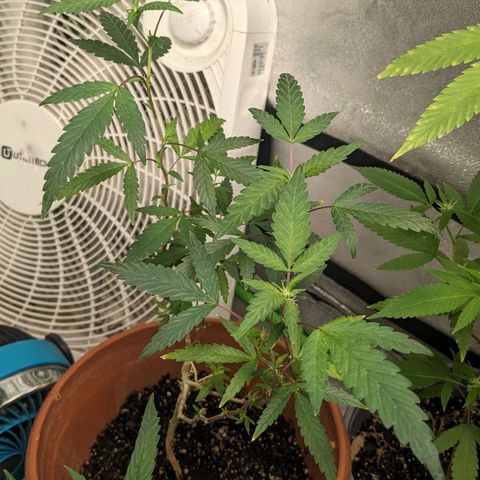 Super lemon haze, permanent marker, tropical bluecherry punch, & nutter butter growlog photo: First two weeks of flowering 🔥🔥🔥💯