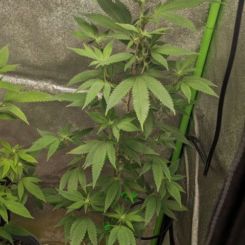 Super lemon haze, permanent marker, tropical bluecherry punch, & nutter butter growlog photo: First two weeks of flowering 🔥🔥🔥💯