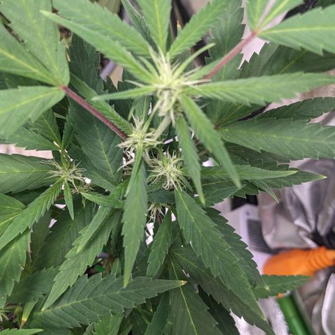 Super lemon haze, permanent marker, tropical bluecherry punch, & nutter butter growlog photo: First two weeks of flowering 🔥🔥🔥💯