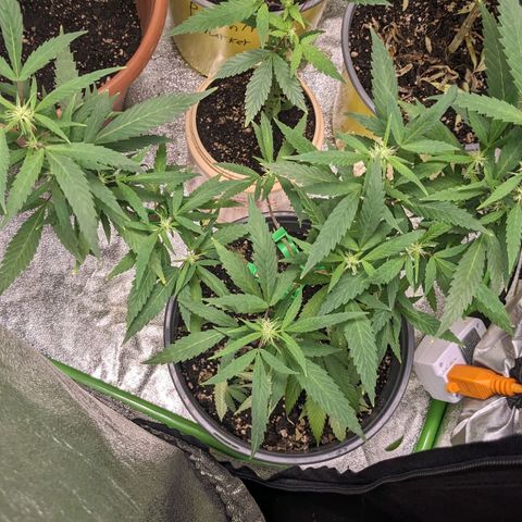 Super lemon haze, permanent marker, tropical bluecherry punch, & nutter butter growlog photo: First two weeks of flowering 🔥🔥🔥💯