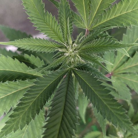 Super lemon haze, permanent marker, tropical bluecherry punch, & nutter butter growlog photo: First two weeks of flowering 🔥🔥🔥💯