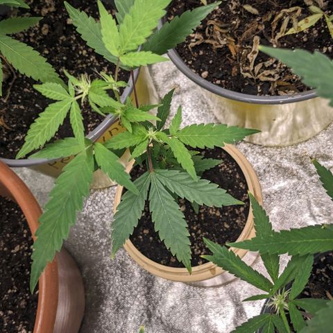 Super lemon haze, permanent marker, tropical bluecherry punch, & nutter butter growlog photo: First two weeks of flowering 🔥🔥🔥💯