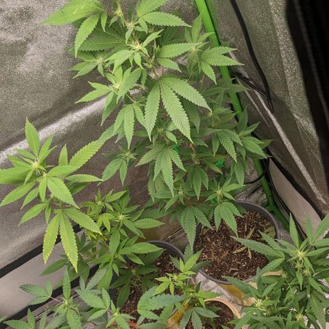 Super lemon haze, permanent marker, tropical bluecherry punch, & nutter butter growlog timeline photo