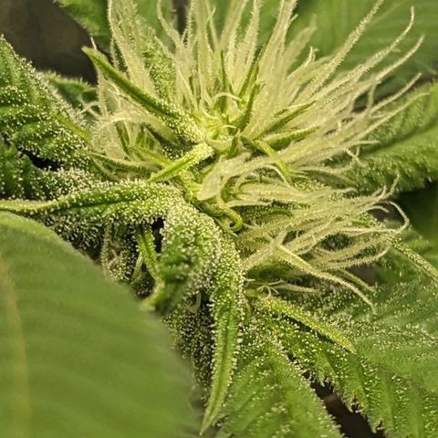 Super lemon haze, permanent marker, tropical bluecherry punch, & nutter butter growlog photo: Finishing week 3 flowering 
