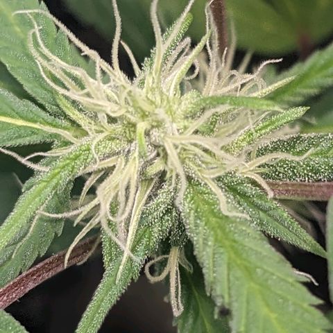 Super lemon haze, permanent marker, tropical bluecherry punch, & nutter butter growlog photo: Finishing week 3 flowering 