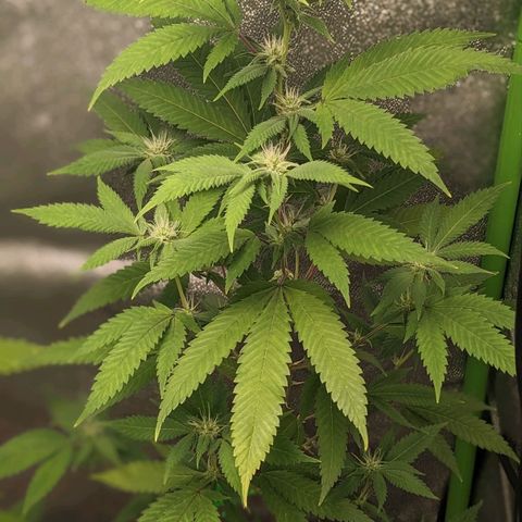 Super lemon haze, permanent marker, tropical bluecherry punch, & nutter butter growlog photo: Finishing week 3 flowering 
