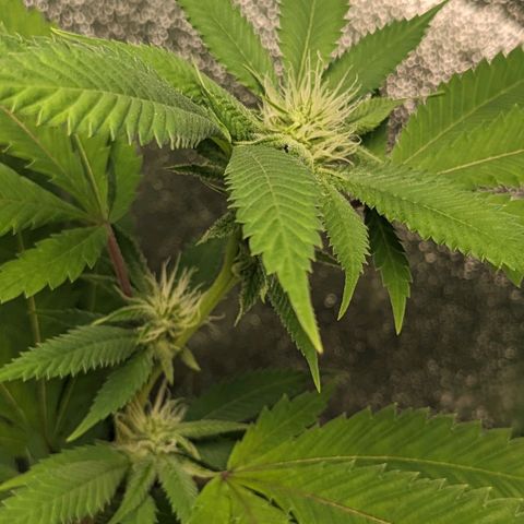 Super lemon haze, permanent marker, tropical bluecherry punch, & nutter butter growlog photo: Finishing week 3 flowering 