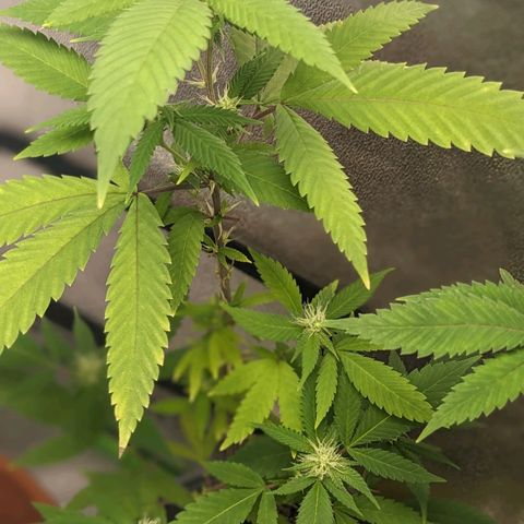 Super lemon haze, permanent marker, tropical bluecherry punch, & nutter butter growlog photo: Finishing week 3 flowering 