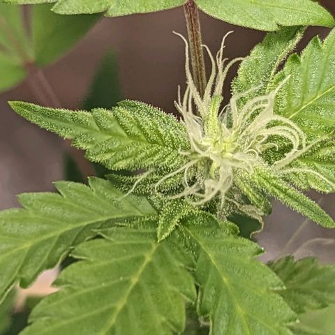 Super lemon haze, permanent marker, tropical bluecherry punch, & nutter butter growlog photo: Finishing week 3 flowering 