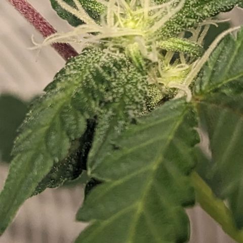 Super lemon haze, permanent marker, tropical bluecherry punch, & nutter butter growlog photo: Finishing week 3 flowering 