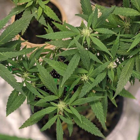 Super lemon haze, permanent marker, tropical bluecherry punch, & nutter butter growlog photo: Finishing week 3 flowering 