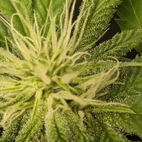 Super lemon haze, permanent marker, tropical bluecherry punch, & nutter butter growlog timeline photo