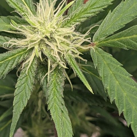 Super lemon haze, permanent marker, tropical bluecherry punch, & nutter butter growlog timeline photo