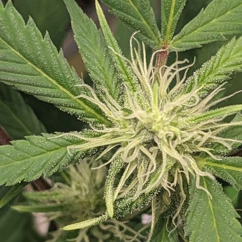 Super lemon haze, permanent marker, tropical bluecherry punch, & nutter butter growlog timeline photo