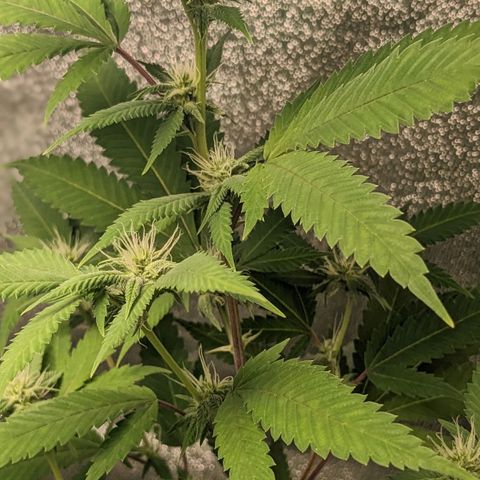 Super lemon haze, permanent marker, tropical bluecherry punch, & nutter butter growlog timeline photo