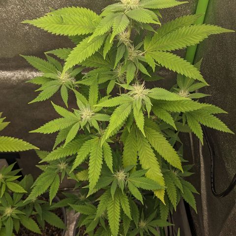 Super lemon haze, permanent marker, tropical bluecherry punch, & nutter butter growlog photo: First day week 4 flowering 
💯🍃🔥🍃💯