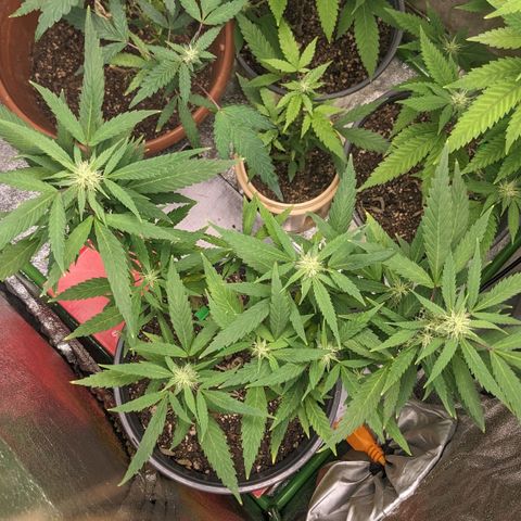 Super lemon haze, permanent marker, tropical bluecherry punch, & nutter butter growlog photo: First day week 4 flowering 
💯🍃🔥🍃💯