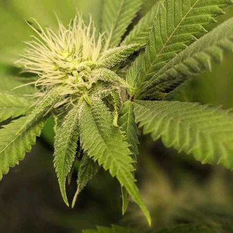 Super lemon haze, permanent marker, tropical bluecherry punch, & nutter butter growlog photo: First day week 4 flowering 
💯🍃🔥🍃💯