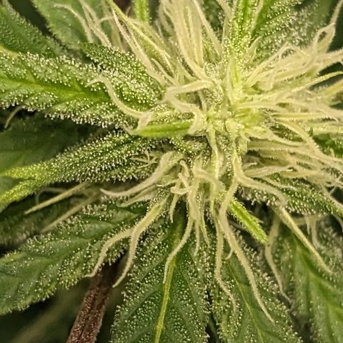 Super lemon haze, permanent marker, tropical bluecherry punch, & nutter butter growlog photo: First day week 4 flowering 
💯🍃🔥🍃💯