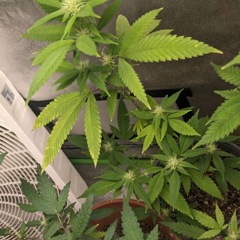 Super lemon haze, permanent marker, tropical bluecherry punch, & nutter butter growlog photo: First day week 4 flowering 
💯🍃🔥🍃💯