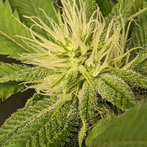 Super lemon haze, permanent marker, tropical bluecherry punch, & nutter butter growlog photo: First day week 4 flowering 
💯🍃🔥🍃💯