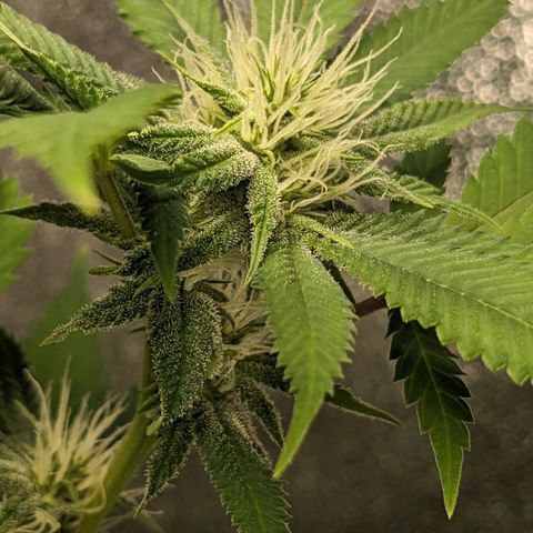 Super lemon haze, permanent marker, tropical bluecherry punch, & nutter butter growlog photo: First day week 4 flowering 
💯🍃🔥🍃💯
