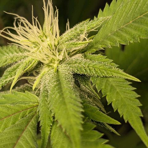 Super lemon haze, permanent marker, tropical bluecherry punch, & nutter butter growlog photo: First day week 4 flowering 
💯🍃🔥🍃💯