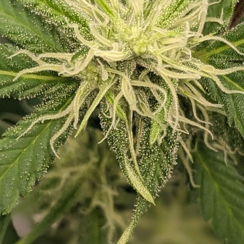 Super lemon haze, permanent marker, tropical bluecherry punch, & nutter butter growlog photo: First day week 4 flowering 
💯🍃🔥🍃💯