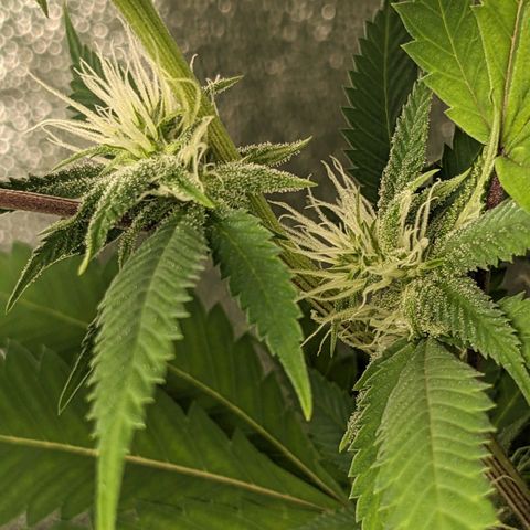 Super lemon haze, permanent marker, tropical bluecherry punch, & nutter butter growlog photo: First day week 4 flowering 
💯🍃🔥🍃💯