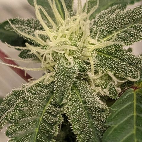 Super lemon haze, permanent marker, tropical bluecherry punch, & nutter butter growlog timeline photo