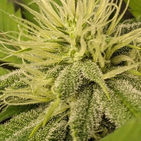 Super lemon haze, permanent marker, tropical bluecherry punch, & nutter butter growlog timeline photo
