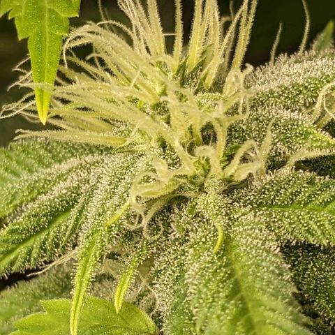 Super lemon haze, permanent marker, tropical bluecherry punch, & nutter butter growlog timeline photo