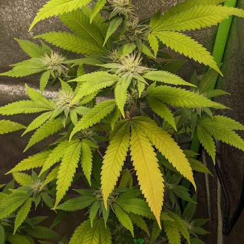 Super lemon haze, permanent marker, tropical bluecherry punch, & nutter butter growlog timeline photo