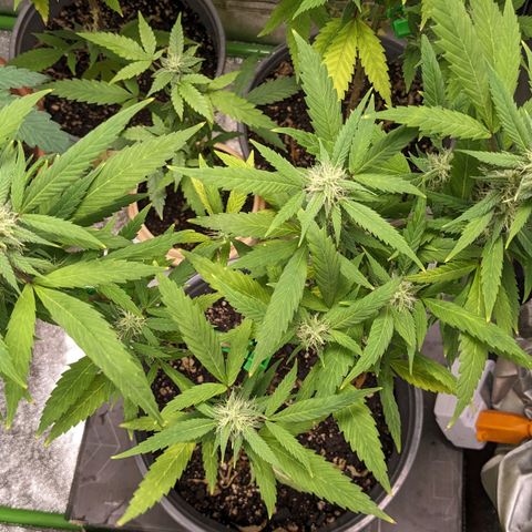 Super lemon haze, permanent marker, tropical bluecherry punch, & nutter butter growlog timeline photo