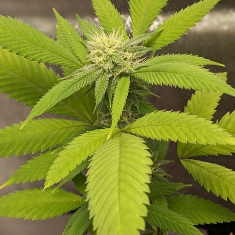 Super lemon haze, permanent marker, tropical bluecherry punch, & nutter butter growlog timeline photo