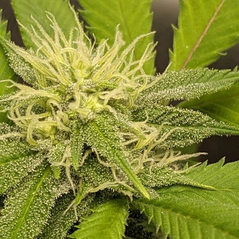 Super lemon haze, permanent marker, tropical bluecherry punch, & nutter butter growlog timeline photo
