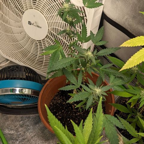 Super lemon haze, permanent marker, tropical bluecherry punch, & nutter butter growlog timeline photo