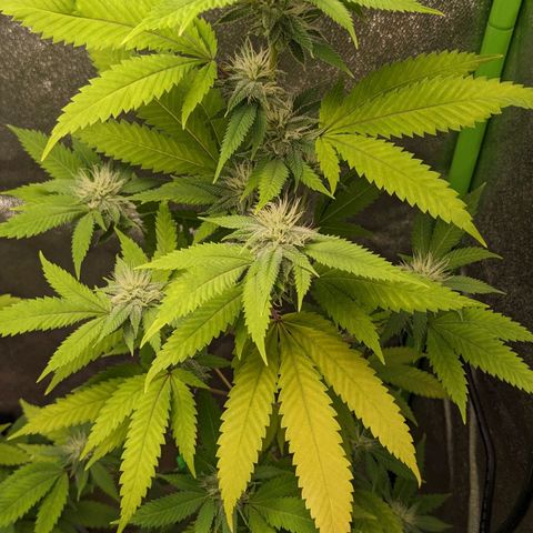 Super lemon haze, permanent marker, tropical bluecherry punch, & nutter butter growlog timeline photo