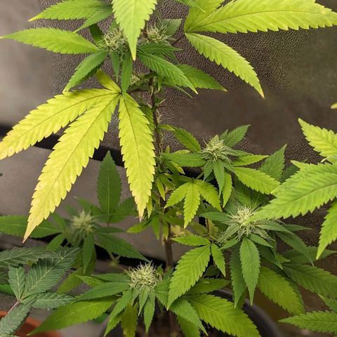Super lemon haze, permanent marker, tropical bluecherry punch, & nutter butter growlog timeline photo