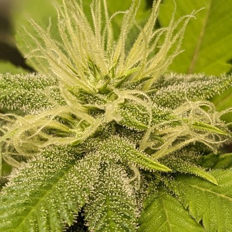 Super lemon haze, permanent marker, tropical bluecherry punch, & nutter butter growlog timeline photo