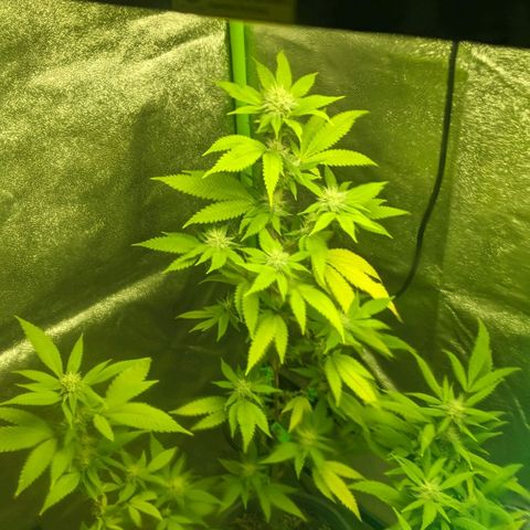 Super lemon haze, permanent marker, tropical bluecherry punch, & nutter butter growlog timeline photo