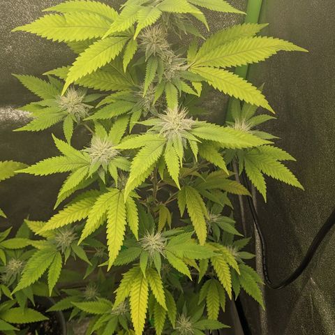 Super lemon haze, permanent marker, tropical bluecherry punch, & nutter butter growlog timeline photo