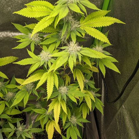 Super lemon haze, permanent marker, tropical bluecherry punch, & nutter butter growlog photo: I started to up the nutrients then a week later I think they are experiencing nutrient lockout so I'm going to water only water for a week  then start with lower ppm of like 600