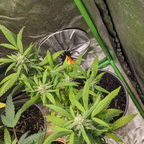 Super lemon haze, permanent marker, tropical bluecherry punch, & nutter butter growlog photo: I started to up the nutrients then a week later I think they are experiencing nutrient lockout so I'm going to water only water for a week  then start with lower ppm of like 600